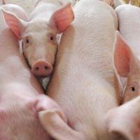采购生猪