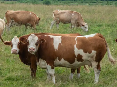 2025年上半年肉牛市场价格报告解读，下半年行情分析！